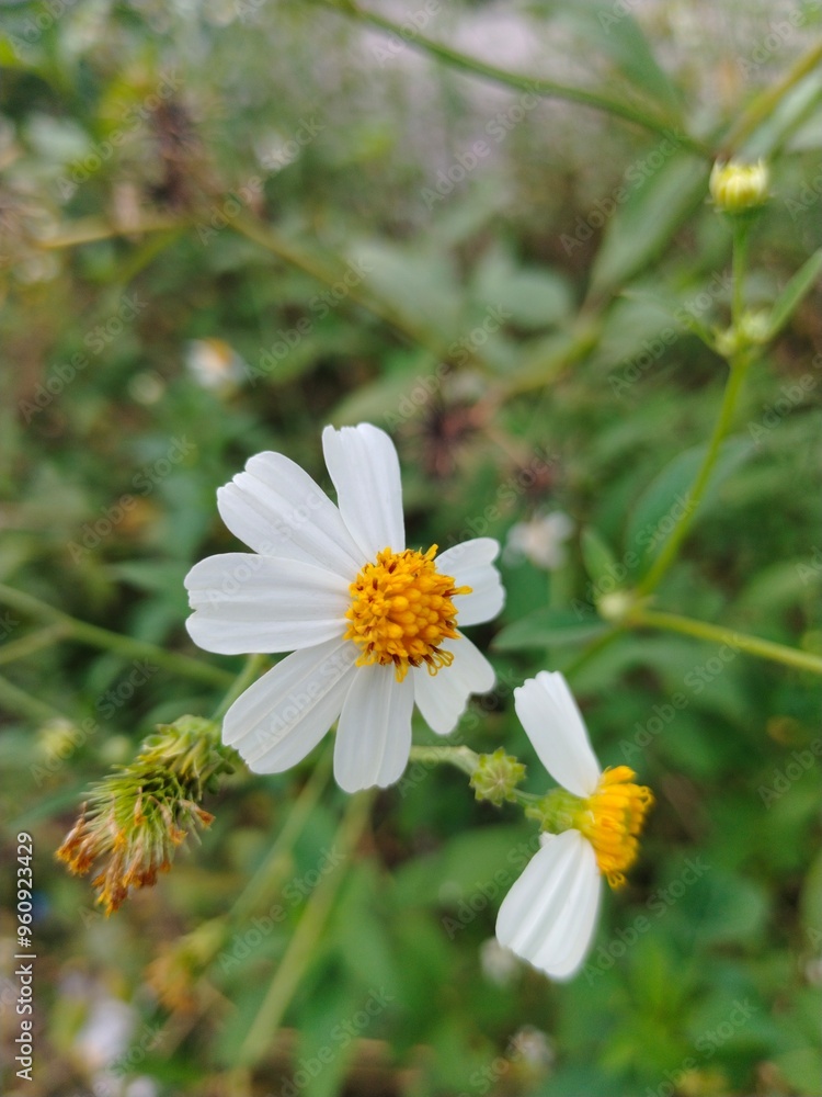 An imperfect flower with an even more imperfect flower An imperfect flower with an even more imperfect flower