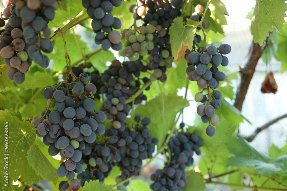 Fresh grapes growing in vineyard outdoors, closeup Fresh grapes growing in vineyard outdoors, closeup