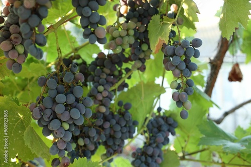 Wallpaper Mural Fresh grapes growing in vineyard outdoors, closeup Torontodigital.ca
