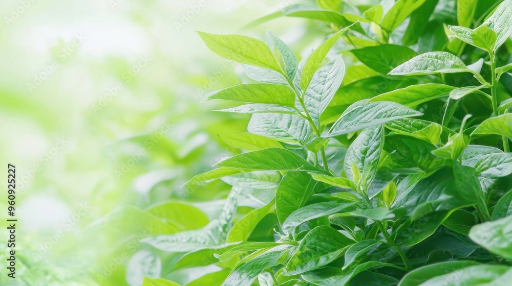Green Leaf Texture Natural Background Fresh Spring Leaves Green Leaf Texture Natural Background Fresh Spring Leaves