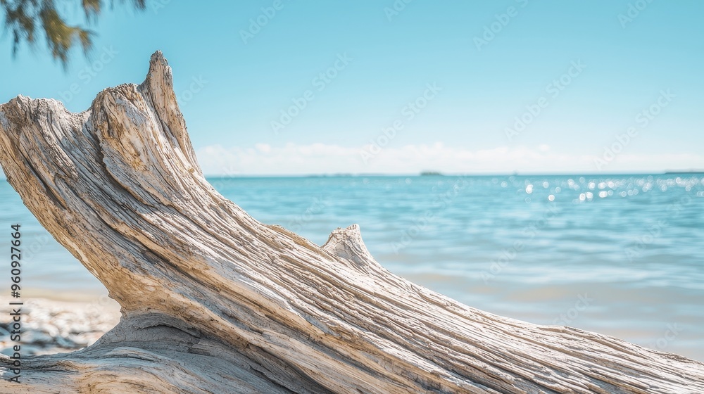 Driftwood on a Tropical Beach with Blue Water Driftwood on a Tropical Beach with Blue Water