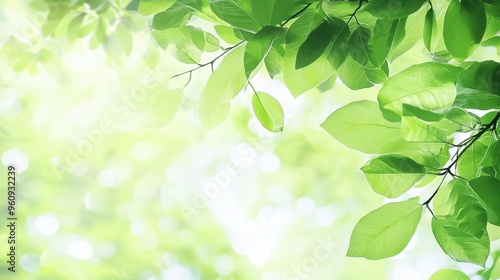 Green Leaves With Bokeh Background   Nature Spring Summer Sunlight