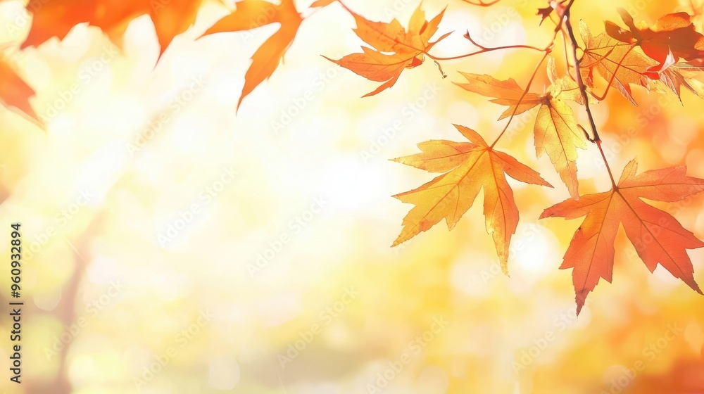 Autumn Leaves with Sunlit Bokeh Background Autumn Leaves with Sunlit Bokeh Background