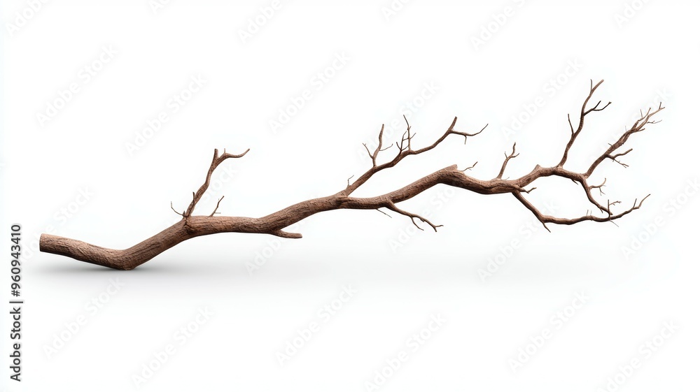 Fototapeta premium A long branch of a tree is shown on a white background