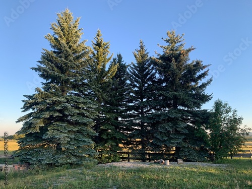 4 pine trees 