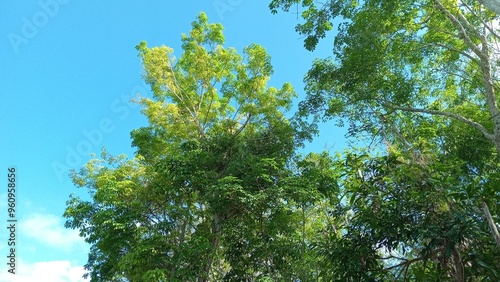 Green trees against a clear blue sky with fluffy white clouds. Perfect for nature, outdoor, environment, and travelthemed designs. photo