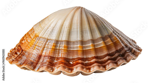 Brown Seashell Isolated on Transparent Background.