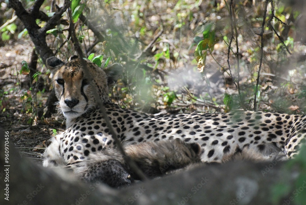 Cheetah hiding in its den within bushes in the Serengeti National Park in Tanzania Cheetah hiding in its den within bushes in the Serengeti National Park in Tanzania