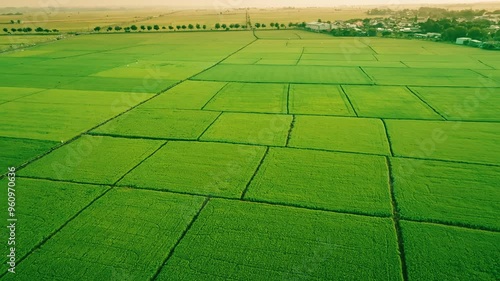 An Nhut, Vietnam. Rice fields in morning, view from above. 4k Aerial drone footage photo