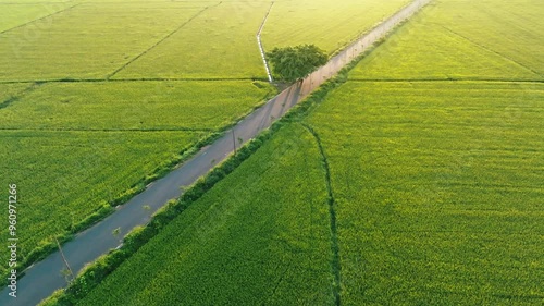 An Nhut, Vietnam. Rice fields in morning, view from above. 4k Aerial drone footage photo