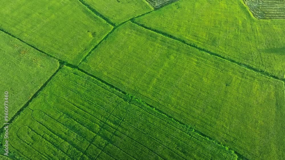 An Nhut, Vietnam. Rice fields in morning, view from above. 4k Aerial drone footage An Nhut, Vietnam. Rice fields in morning, view from above. 4k Aerial drone footage