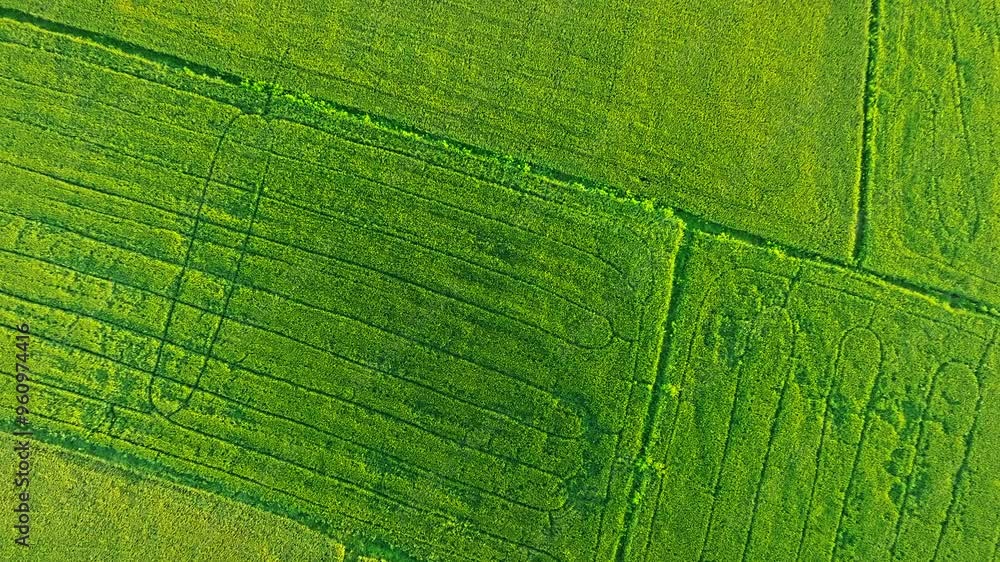 An Nhut, Vietnam. Rice fields in morning, view from above. 4k Aerial drone footage An Nhut, Vietnam. Rice fields in morning, view from above. 4k Aerial drone footage
