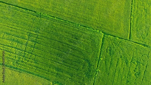 An Nhut, Vietnam. Rice fields in morning, view from above. 4k Aerial drone footage photo