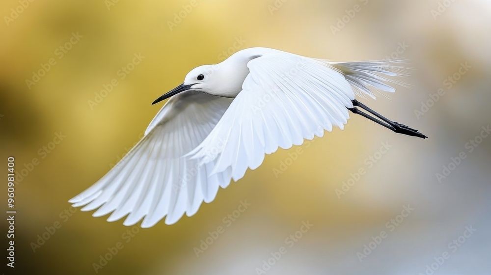 Obraz premium A close-up of a bird in mid-flight, wings fully spread as it glides through the air.