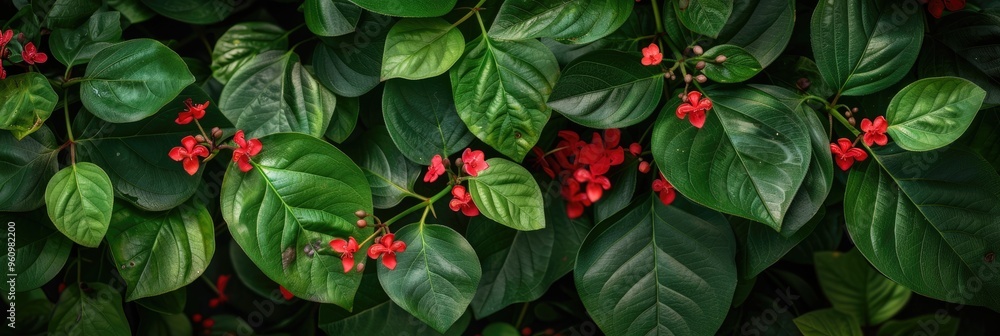 Wild vines featuring petite red blossoms in a garden setting Wild vines featuring petite red blossoms in a garden setting