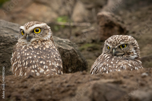 Two Burrowing Owls (Athene cunicularia) in a nest