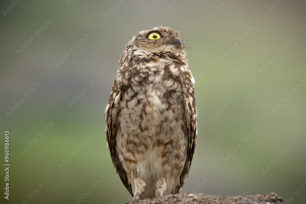 Fototapeta premium Closeup of a Burrowing Owl (Athene cunicularia) with a green background