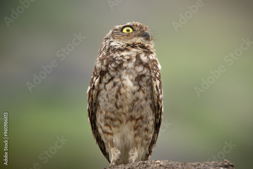 Closeup of a Burrowing Owl (Athene cunicularia) with a green background