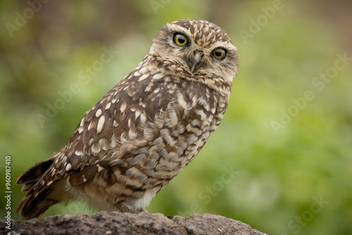 Closeup of a Burrowing Owl (Athene cunicularia) with a green background