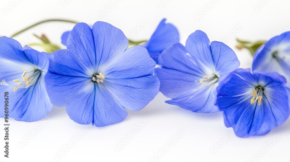 Elegant Blue Flowers on a Crisp White Background, Showcasing a Clean and Fresh Design. Perfect for Floral Art, Stationery, and Decorative Elements Elegant Blue Flowers on a Crisp White Background, Showcasing a Clean and Fresh Design. Perfect for Floral Art, Stationery, and Decorative Elements