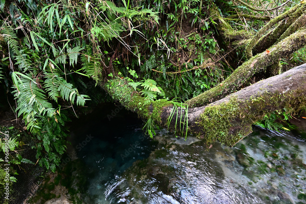 Fototapeta premium 大出水の湧水の原水