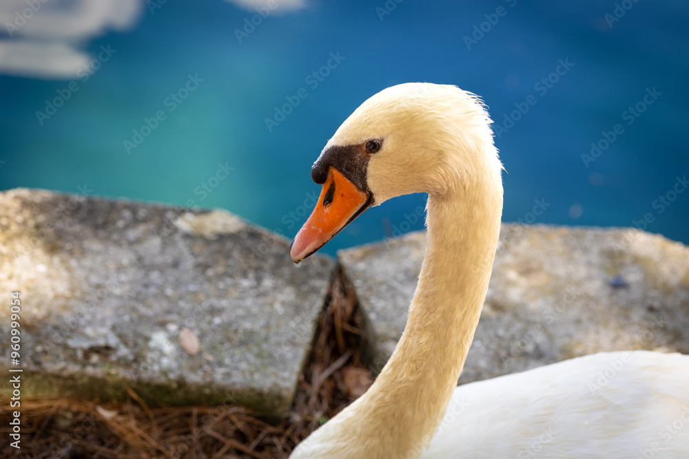 Fototapeta premium Graceful Swan by Tranquil Waters