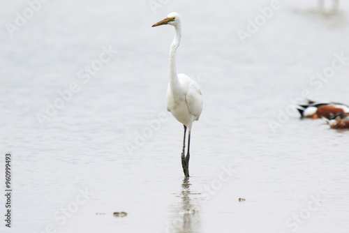 A Fierce Feeding Frenzy: Egrets and Seagulls Clash in a Tidal Battle