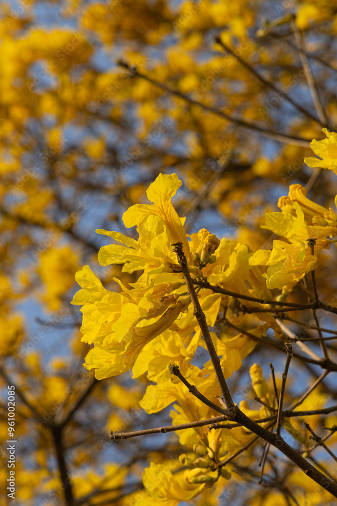 Tree called Yellow Ipê in the Amazon region of Brazil. yellow ipe tree Tree called Yellow Ipê in the Amazon region of Brazil. yellow ipe tree