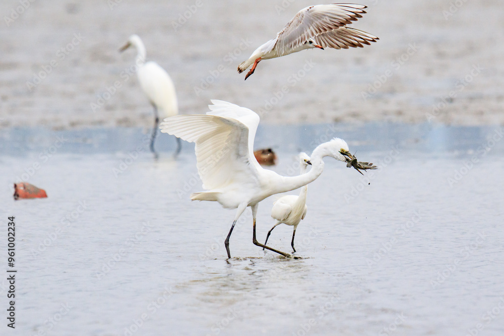 A Fierce Feeding Frenzy: Egrets and Seagulls Clash in a Tidal Battle A Fierce Feeding Frenzy: Egrets and Seagulls Clash in a Tidal Battle