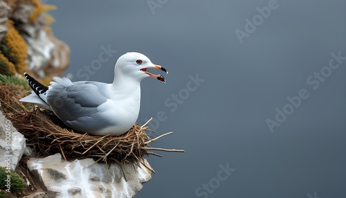 Kittiwake Nesting on Cliff Edge with Open Beak photo