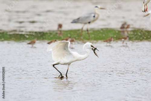 Egret Hunting in Shallow Waters, Mai Po Natural Reserve, Hong Kong photo