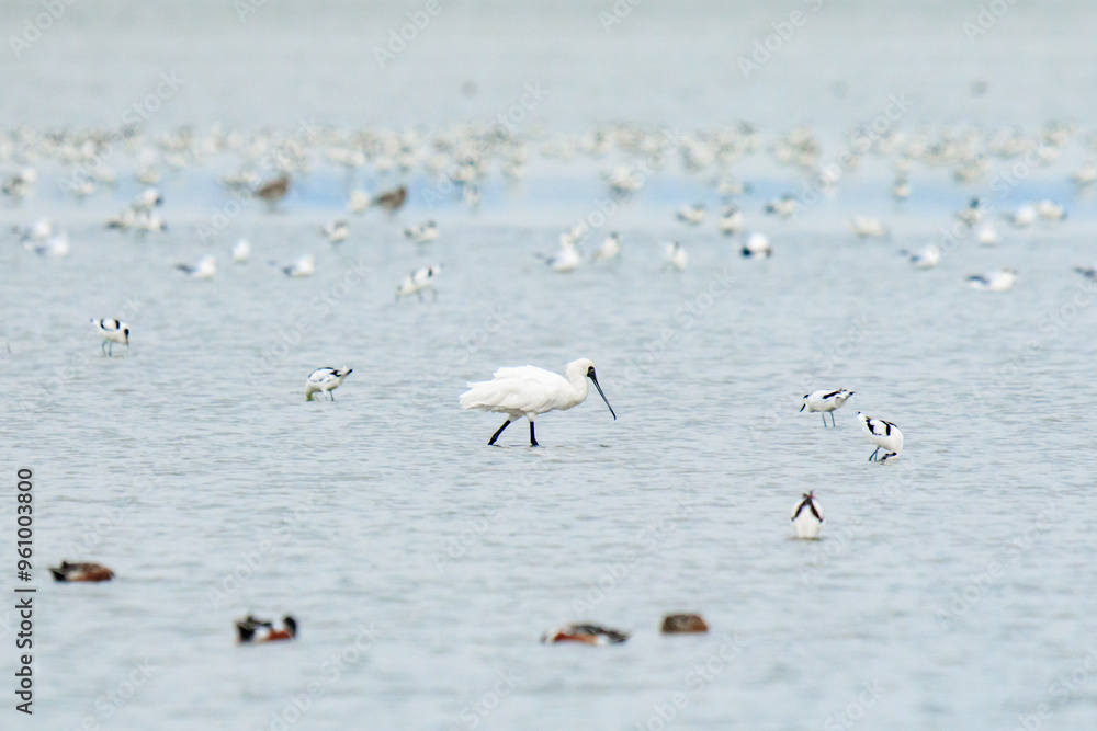 Black Faced Spoonbill Foraging for Food in Water Black Faced Spoonbill Foraging for Food in Water