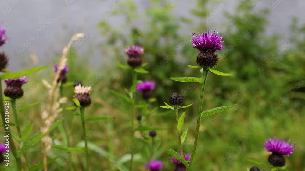 Centaurea Nigra Flowers in Bloom Centaurea Nigra Flowers in Bloom