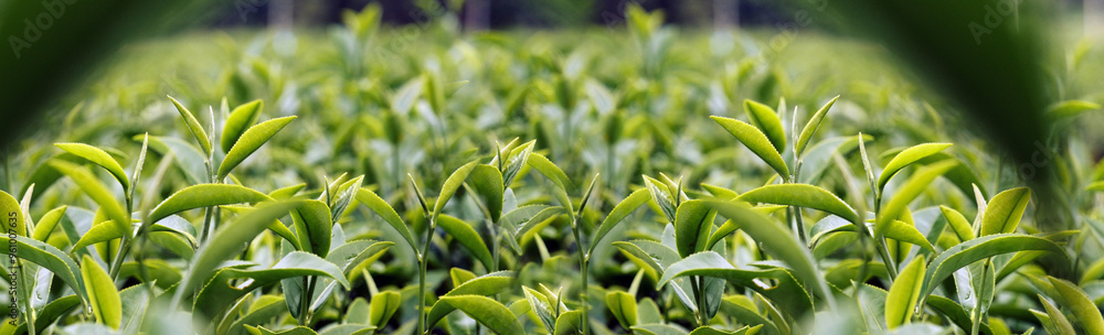 Banner Green tea tree leaves camellia sinensis organic farm sunlight. Panorama Fresh young tender bud herbal farm in morning. Banner Sunlight Green tea tree plant. Wide Green Tea Tree with copy space Banner Green tea tree leaves camellia sinensis organic farm sunlight. Panorama Fresh young tender bud herbal farm in morning. Banner Sunlight Green tea tree plant. Wide Green Tea Tree with copy space