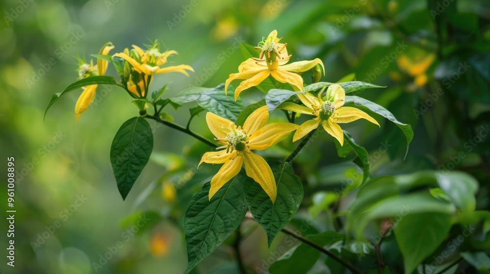 Maman lanang plant of the Cleomaceae family, also called maman ungu or maman putra. Maman lanang plant of the Cleomaceae family, also called maman ungu or maman putra.