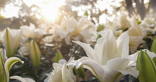 White Lilly flower blossom botanical garden beautiful petal floral in green park. Pastel White flower blooming amazing landscape spring garden. Lily sunny blossom bloom plant flower flora greenhouse