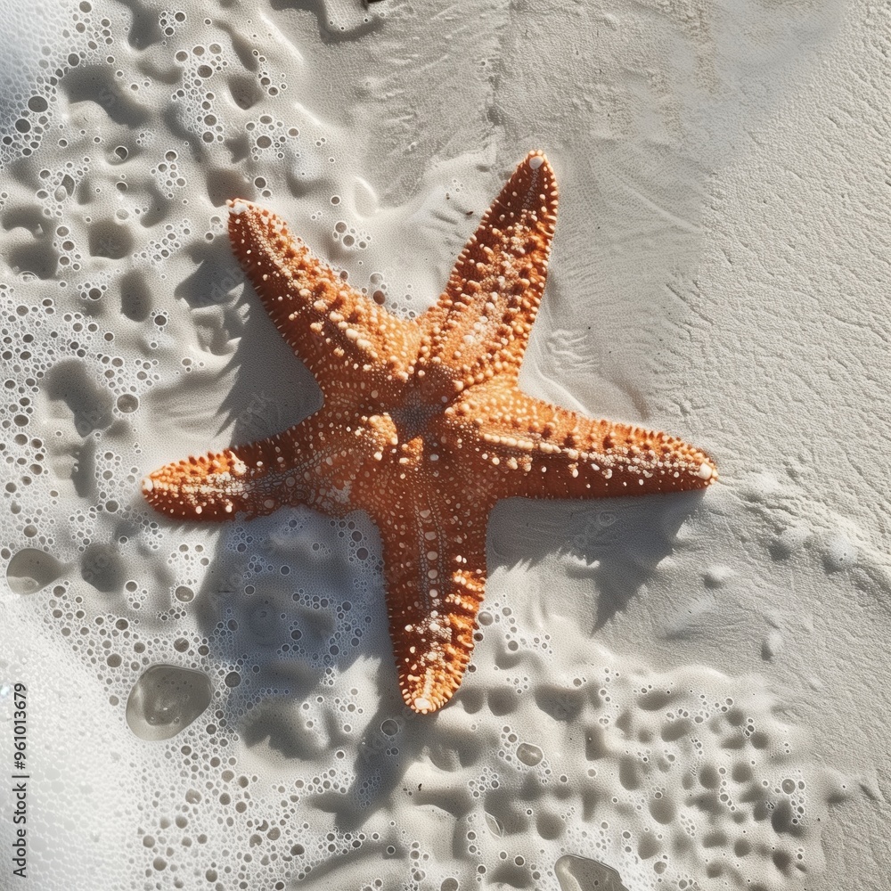 starfish on the white sand on the beach starfish on the white sand on the beach