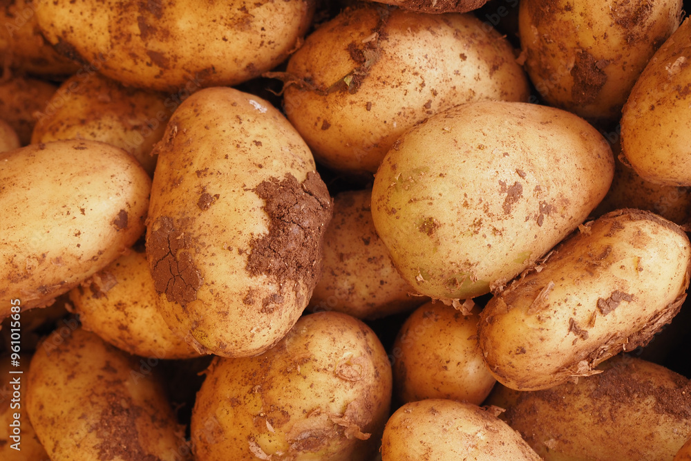 Freshly Harvested Organic Potatoes Are Piled Together Neatly Awaiting Their Final Destination Freshly Harvested Organic Potatoes Are Piled Together Neatly Awaiting Their Final Destination