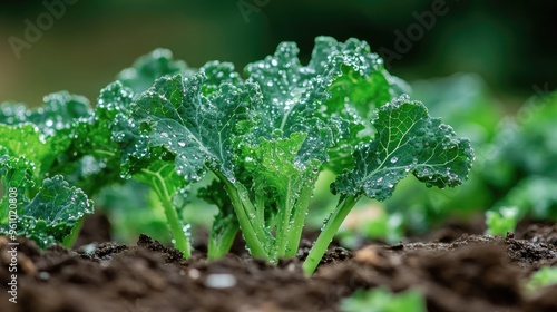 Wallpaper Mural Kale growing in rich soil with water droplets on the leaves, showing the vibrant green color in a natural setting Torontodigital.ca