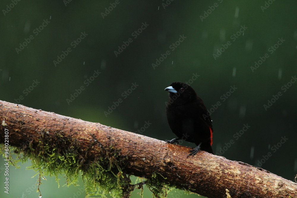 Fototapeta premium Ramphocelus passerinii