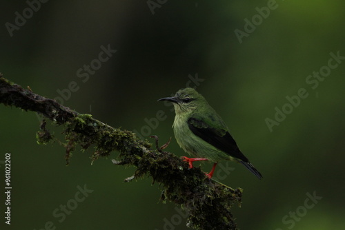 Female Red-legged Honeycreeper (Cyanerpes cyaneus) seen in Costa Rica tropical rainforest photo