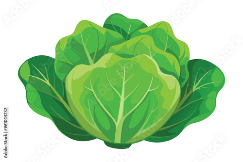 Lettuce vector illustration isolated in white background