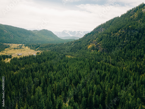 Green meadow in the mountains. Altai, Siberia, Russia