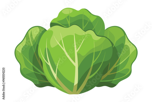 Lettuce vector illustration isolated in white background