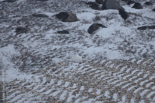 white rabbit crouches on arctic tundra photo