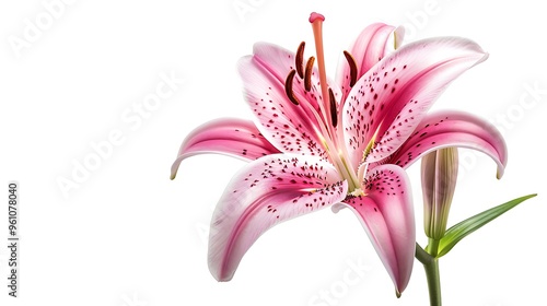 Stargazer Lily Flower on white background