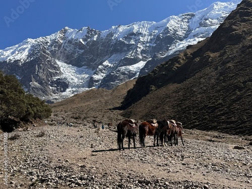 mounty horsies photo