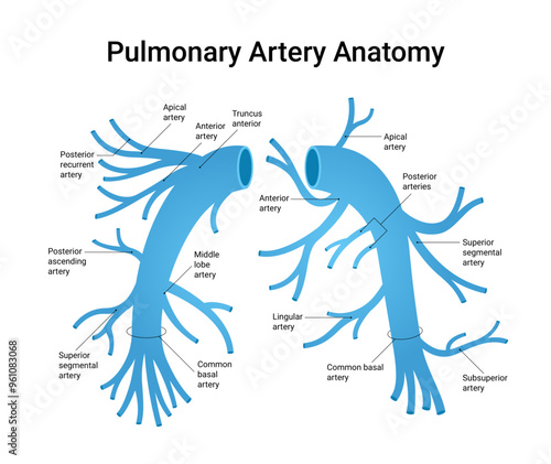 Anatomy of the Pulmonary Artery