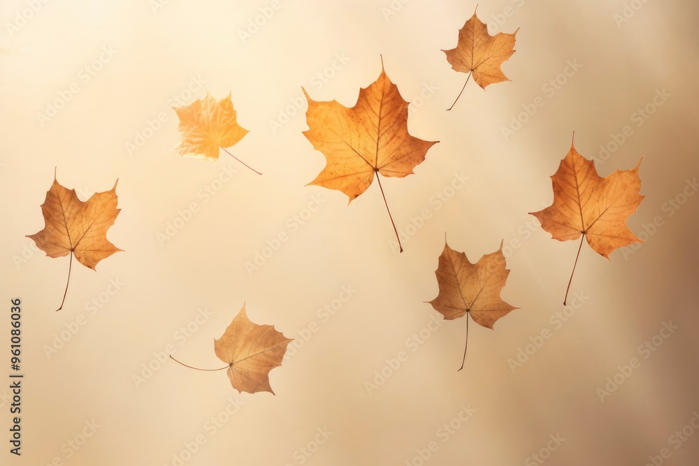 close-up photo of amazing dropping gold maple leaves in beige background close-up photo of amazing dropping gold maple leaves in beige background
