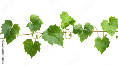 Green Vine Leaves on Checkerboard Background